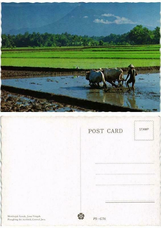 CPM AK Membajak Sawah, Jawa Tengah INDONESIA (730295)