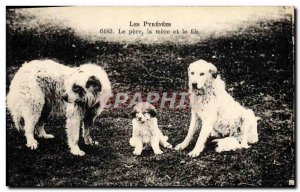 Old Postcard Dogs Dog The Pyrenees The father mother and son