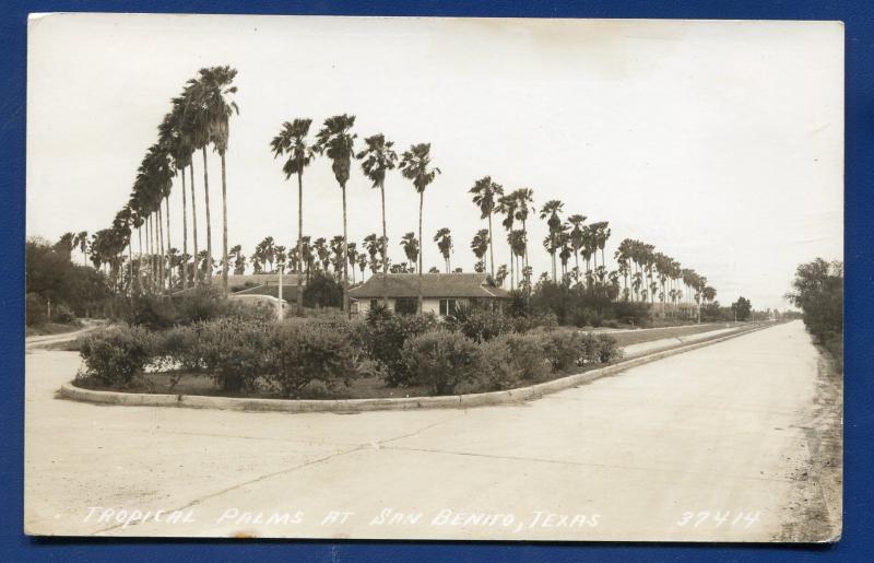 San Benito Texas tx Tropical Palm Trees real photo postcard RPPC