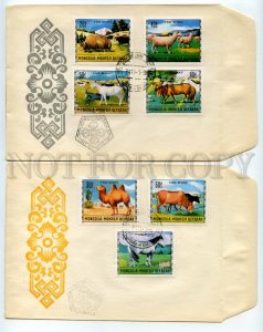 492613 MONGOLIA 1971 fauna pets animal husbandry goats sheep cows camels SET FDC