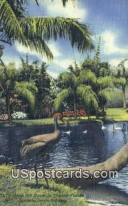 Sand Hill Crane, Sarasota Jungle Gardens - Florida FL