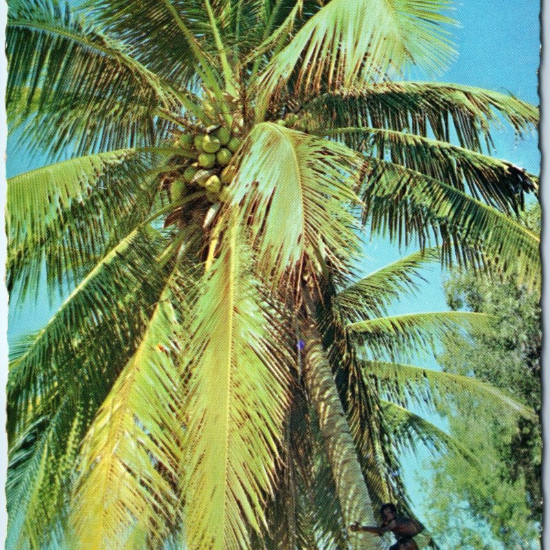 c1970s Australia Coconut Palm Trees Green Fronds Blue Sky Chrome 4x6 PC 1038