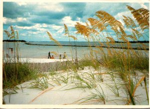 Florida Panama City Beach Sand Dunes and Sea Oates