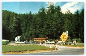 1950s REDWOOD HIGHWAY CA TREES OF MYSTERY PARKING AREA TOURISTS POSTCARD P3014