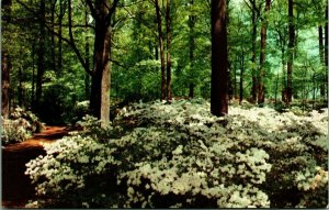 Azalea Blossoms Winterthur Gardens Delaware DE UNP Chrome Postcard A9