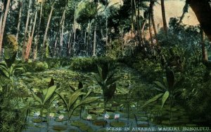 C.1910 Ainahau, Honolulu, Hawaii & South Seas Curio Co. Postcard P184 