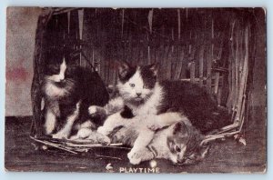 Auburn New York NY Postcard Haired Cute Cat Kittens Playtime Animals c1910's