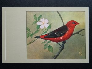Bird Theme TIGERFINCH c1950s Postcard by P. Sluis Series 4 No.43
