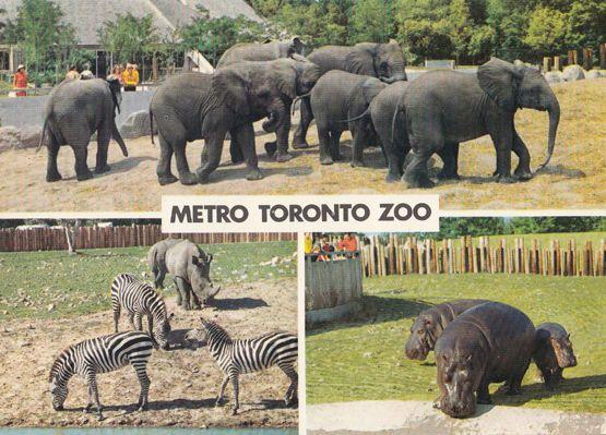 Elephants Zebra Hippo at Metro Toronto Zoo Canadian Postcard