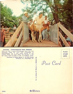 Auction - Chincoteague Pony Penning (10393)