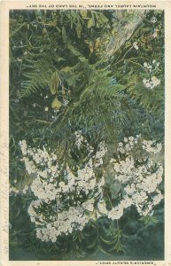 Mountain Laurel and Ferns in the Land of the Sky 1917 Postmark