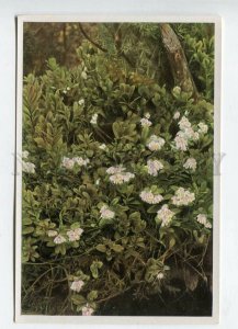 427951 Flower Vaccinium vitis idaea Sammelwerk Tobacco Card w/ ADVERTISING