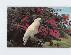 Postcard Snowball, Sarasota Jungle Gardens, Sarasota, Florida