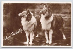 Animal~Dogs~Border Collies~Yours Faithfully~1930 RPPC 