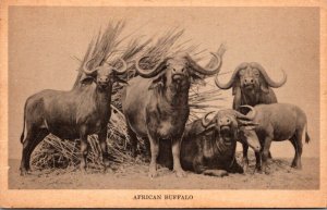 Illinois Chicago Field Museum Of Natural History African Buffalo