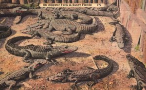 Vintage Postcard An Alligator Farm In Sunny Florida FL Tichnor Quality News Pub.
