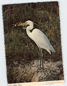 M-213909 Great White Heron