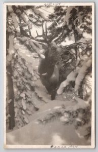 RPPC Beautiful Elk In Snow c1910 Real Photo Postcard A50