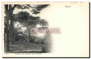 Paris Postcard Old Cedres garden plants (tree tree)