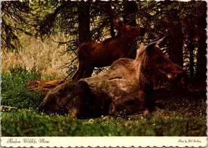 Alaskan Wildlife Moose AK Postcard PC21