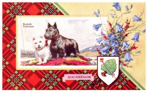 Dog , Scotch Terriers , MacGregor