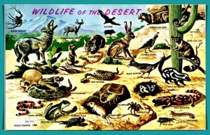 Wildlife Of The Desert - [MX-744]