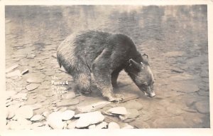 Getting a Drink Pennys Grand Canyon Bear Unused real photo