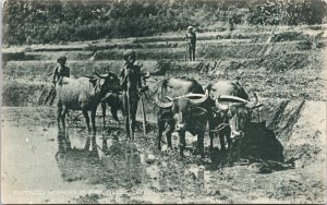 Ceylon Buffalo Working In Rice Fields Sri Lanka Vintage Postcard C077