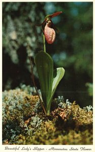 Vintage Postcard 1920's Pink & White Lady's Slipper Minnesota State Flower MN