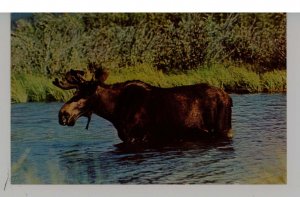 Northern Moose