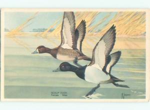 Pre-1980 signed BEAUTIFUL SCAUP DUCKS AC5949
