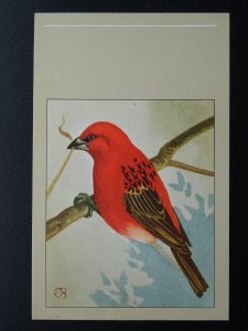 Bird Theme MADAGASCAR WEAVER c1950s Postcard by P. Sluis Series 3 No.34