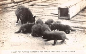 Carcross Yukon Canada Watsons Fox Ranch Silver Fox Puppies Real Photo PC AA33874