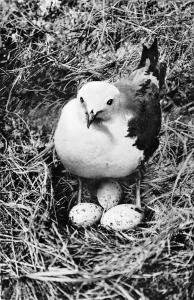 B98522 bird oiseau  borkum gulls germany mouettes real photo animals animaux