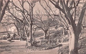 Top of Grotto, Aameda Gardens Gibraltar Postcard.