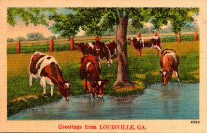 Cows Greetings From Louisville Geotgia