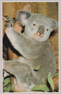 Australian Koala Bear