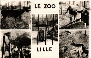 CPA Le Zoo - LILLE (299629)