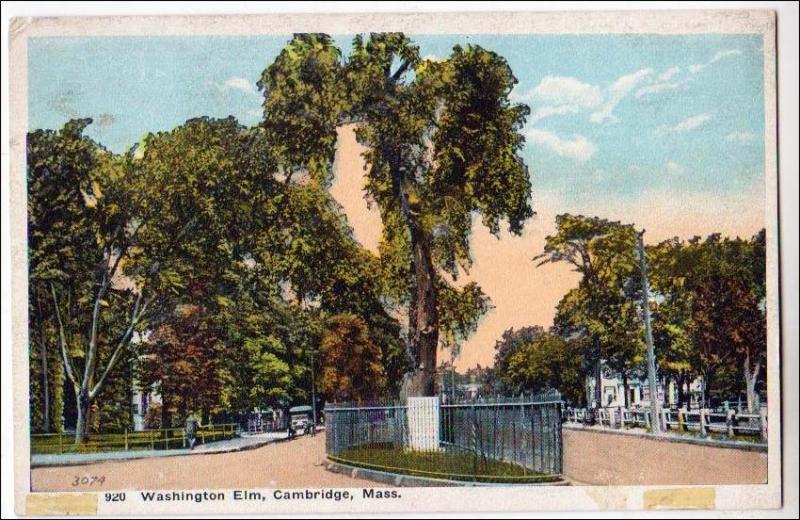 Washington Elm, Cambridge Mass