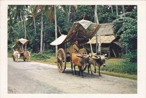 Bullock Carts Malacca Malaysia 1956