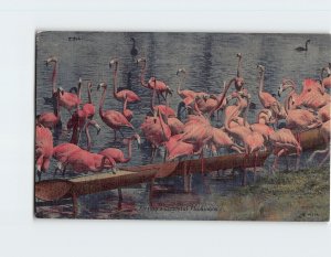 M-177483 Florida's Graceful Flamingos Florida