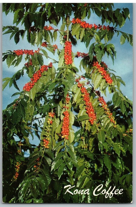 Kona Coffee Famous Beans Red Ripe For Picking Kona District Hawaii Postcard