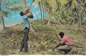 Drinking Coconut milk , Bahama Islands , 1966