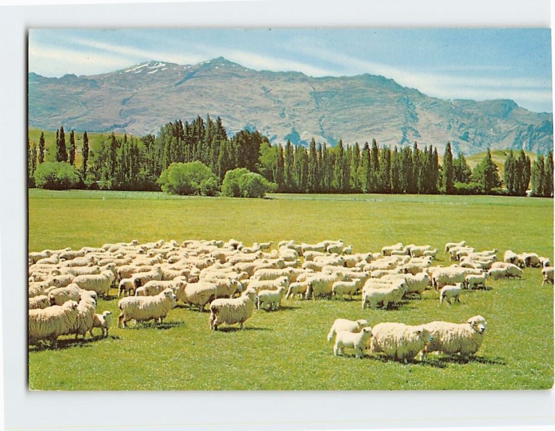 Postcard New Zealand Sheep Farm, New Zealand