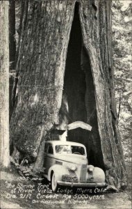 Myers California CA Shrine Tree Car in Redwood Vintage Real Photo PC