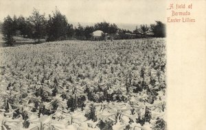 bermuda, A Field of Easter Lillies (1900s) Postcard