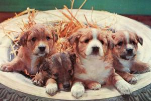 Four Puppies