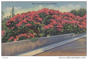 Royal Poinciana Tree,  Bermuda, 30-40s