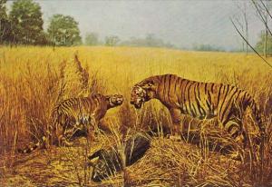 History - THE BENGAL TIGER