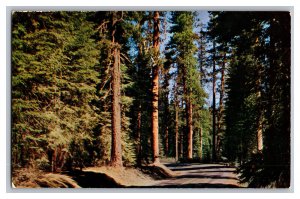 Postcard OR South Entrance Crater Lake National Park Oregon Fir Yellow Pine Tree 